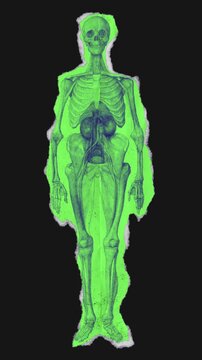 A drag and drop skeleton anatomy themed colourful ephemera that animates into place from torn paper.
