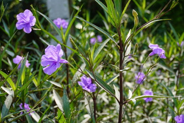 purple ruellia flowers blooming among green foliage © DEBU