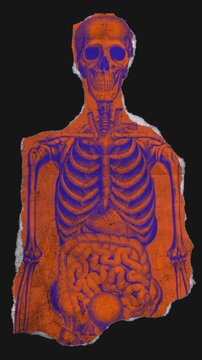 A drag and drop skeleton anatomy themed colourful ephemera that animates into place from torn paper.
