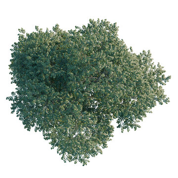 Fagus sylvatica tree plan, top view, cutout, transparent background, isolate, Detailed tree canopy with lush green foliage, ideal for landscape design and environmental visuals.