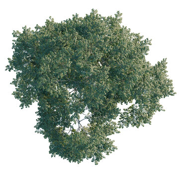 Fagus sylvatica tree plan, top view, cutout, transparent background, isolate, Detailed Aerial View of a Lush Green Tree with Visible Branch Structure, Ideal for Landscape Design.
