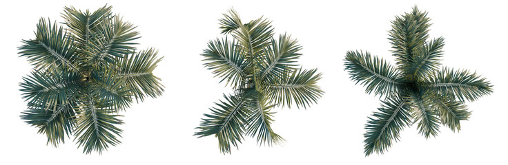 Hyophorbe lagenicaulis tree plan, top view, cutout, transparent background, isolate, Three Palm Leaves on Black Background - Digital Illustration for Graphic Design Use © TriDat
