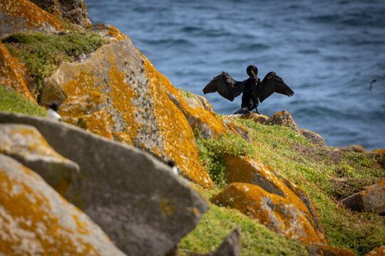 Corb mar&iacute; emplomallat ( Golusus aristotelis), a la Saltee Island Great, Killmore, Irlanda