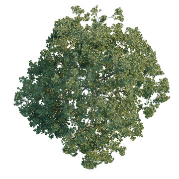 Quercus robur tree plan, top view, cutout, transparent background, isolate, Detailed aerial view of a lush green tree with intricate foliage, perfect for landscape design.