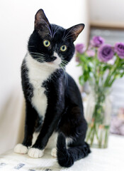 black and white cat on the table © youm
