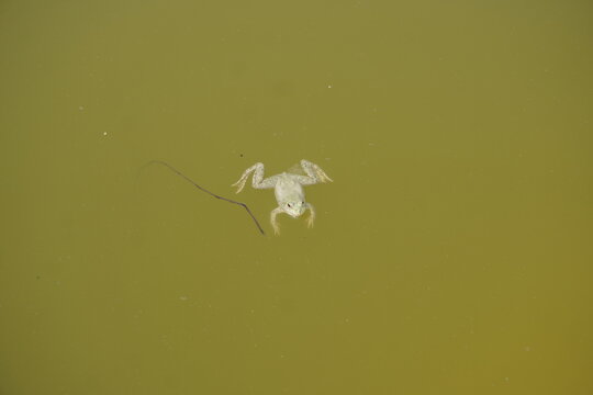 white frog floating in green pond water