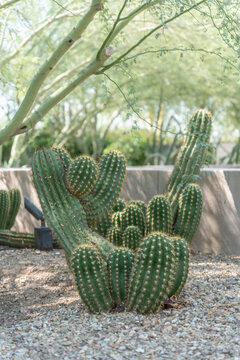 Cactus Garden Landscape