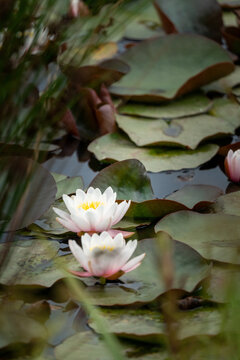 White Water Lily on Pond