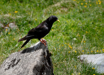 Fototapeta premium Alpine chough perched on a rock in a mountain meadow in the Swiss Alps