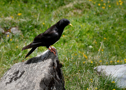 Alpine chough perched on a rock in a mountain meadow in the Swiss Alps