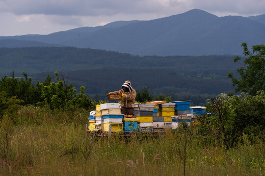 A beekeeper in a white protective suit holds bees and beeswax in a wooden frame.