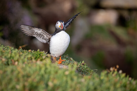 Frairecillo ( Fratercula arctica), en
 la Saltee Island Great, Killmore, Irlanda
