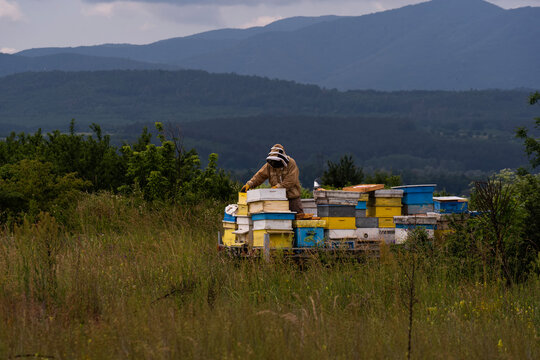A beekeeper in a white protective suit holds bees and beeswax in a wooden frame.