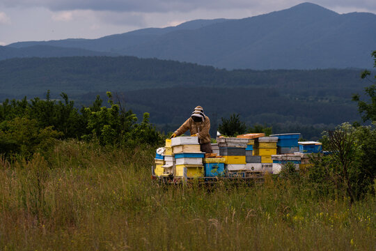 A beekeeper in a white protective suit holds bees and beeswax in a wooden frame.