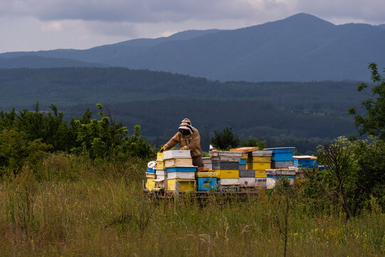 A beekeeper in a white protective suit holds bees and beeswax in a wooden frame.