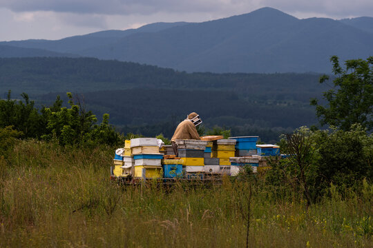 A beekeeper in a white protective suit holds bees and beeswax in a wooden frame.