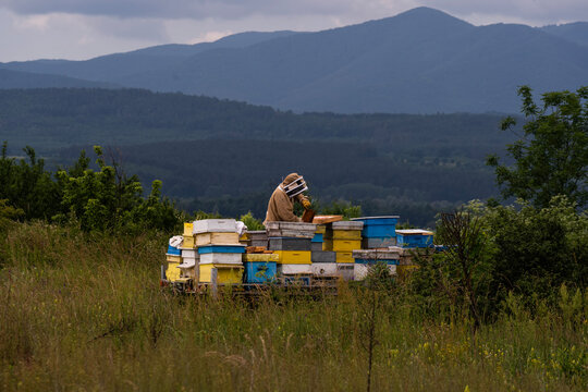 A beekeeper in a white protective suit holds bees and beeswax in a wooden frame.