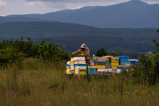 A beekeeper in a white protective suit holds bees and beeswax in a wooden frame.