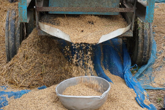 rice grains falling from an agricultural machine during grain processing