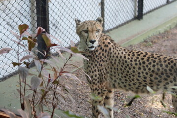 Medium shot of a cheetah looking back over its shoulder behind a soft focus plant © Habii