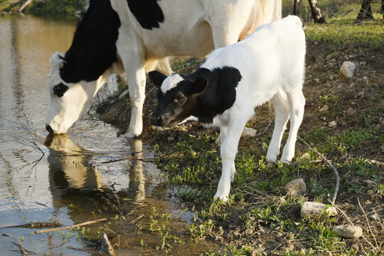 Crossbred cow and calf drinking from a pond on a farm
