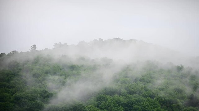 Rain weather wind tree crown, raining movement, rooftops, fog, moving clouds