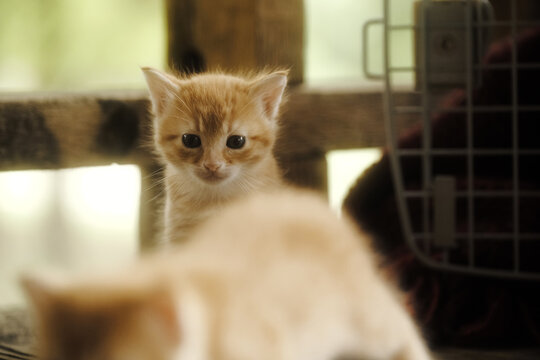 Adorable close-up of an orange tabby kitten