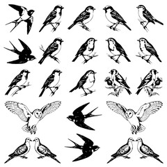 Obraz premium A collection of detailed black and white featuring various birds, including owls, swallows, and songbirds, on a white background
