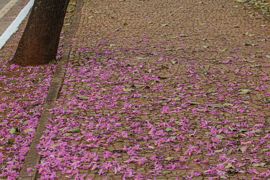 Muitas flores cor-de-rosa, de ip&ecirc;, espalhadas pelo ch&atilde;o.