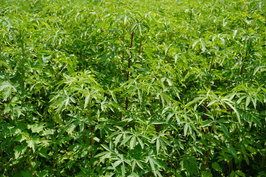 Dense Green Cassava Plants with Narrow Leaves in Cultivated Field