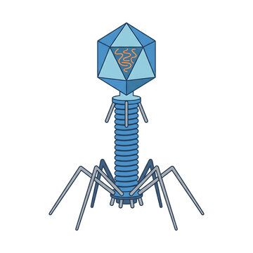 Bacteriophage T2 Virus Isolated Transparent Background