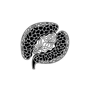 Illustration of a stylized human spleen.