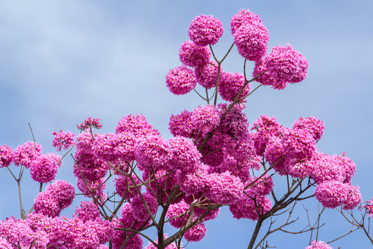 Detalhe de cachos de flores de um ipe roxo (ou ipe bola) com c&eacute;u azul ao fundo. Handroanthus impetiginosus