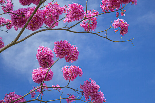 Detalhe de galhos com muitos cachos de flores em um ipe roxo (ou ipe bola) com c&eacute;u azul ao fundo. Handroanthus impetiginosus