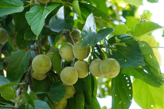 Cluster of Green Candlenut Fruits on Tropical Tree Branch