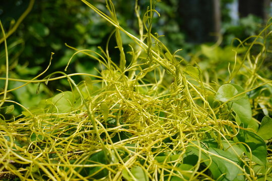Dodder Parasitic Vine Entwined on Host Plant