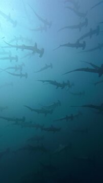 Scalloped Hammerhead Sharks Schooling in Open Ocean