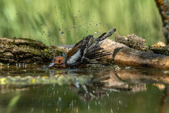 The chaffinch is bathing.