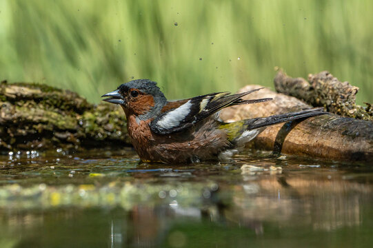 The chaffinch is bathing.