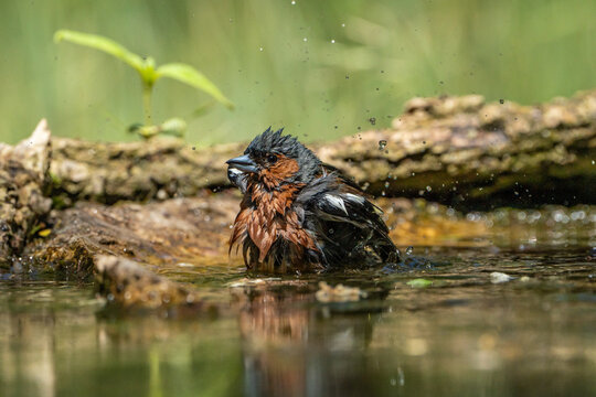 The chaffinch is bathing.