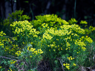 Kwitnąc Wilczomlecz sosnka (Euphorbia cyparissias L.)jest piękną rośliną w swoim naturalnym środowisku.   Jest rośliną trującą tak jak inne wilczomlecze zawiera trujące substancje w soku mlecznym © JDziedzic