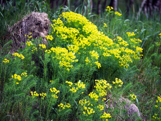 Kwitnąc Wilczomlecz sosnka (Euphorbia cyparissias L.)jest piękną rośliną w swoim naturalnym środowisku.   Jest rośliną trującą tak jak inne wilczomlecze zawiera trujące substancje w soku mlecznym © JDziedzic