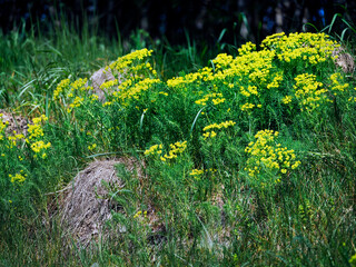 Kwitnąc Wilczomlecz sosnka (Euphorbia cyparissias L.)jest piękną rośliną w swoim naturalnym środowisku.   Jest rośliną trującą tak jak inne wilczomlecze zawiera trujące substancje w soku mlecznym © JDziedzic