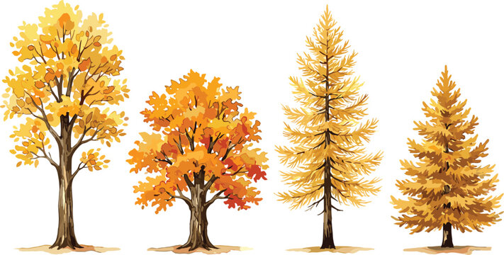 Autumn Forest Trees Set with Tall Birch and Oak with Golden Yellow Fall Foliage Conifer and Fir Tree Sketch Vector IllustrationAutumn Forest Trees Set with Tall Birch and Oak with Golden Yellow Fall F