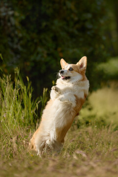 Pembroke Welsh Corgi jumping with energy across green grass. Dynamic movement and warm summer light create joyful active scene.
