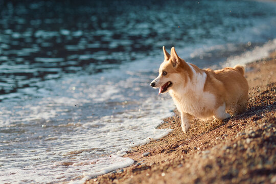 Pembroke Welsh Corgi resting on a quiet seaside beach during summer. Warm evening sunlight and coastal scenery create a peaceful travel lifestyle atmosphere.