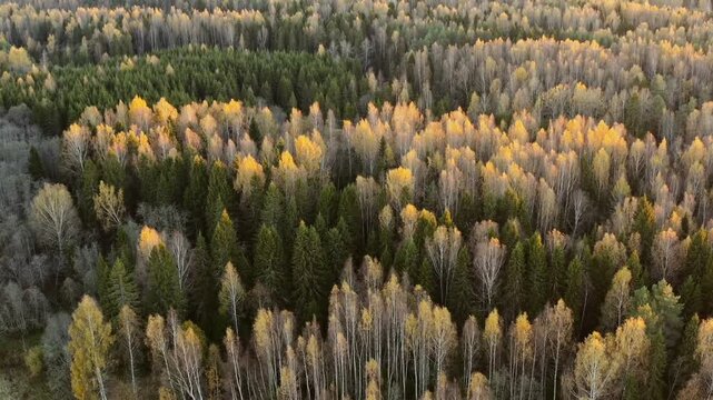 Aerial drone shot of dense autumn forest canopy showcasing mixed green pine and golden birch trees illuminated by warm sunset light