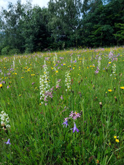 Piękna górska łąka z kwitnącym Podkolanem białym (Platanthera bifolia) należącym do rodziny storczyków. Podkolan biały to dzikorosnocy storczyk o miłym intensywnym zapachu. © JDziedzic