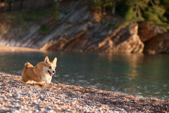 Pembroke Welsh Corgi relaxing beside calm sea water in warm evening light. Peaceful composition creates summer travel and vacation mood.