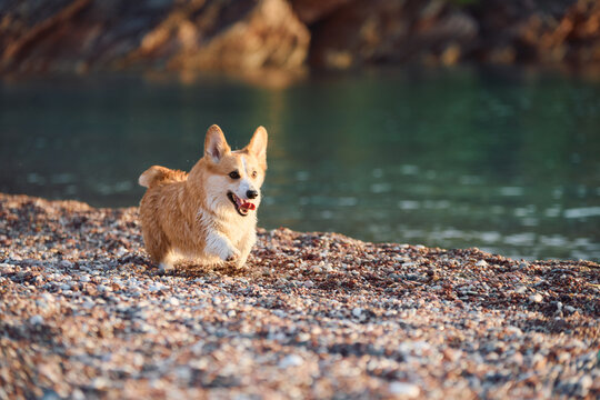 Pembroke Welsh Corgi enjoying calm outdoor time by the sea. Warm coastal colors create peaceful vacation lifestyle content.
